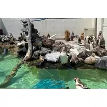 香川 ゆい