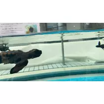 ありさ