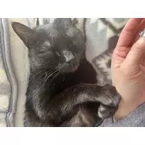 えり