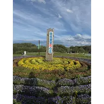 ミイ