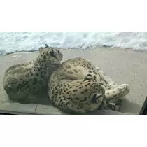 のはら かすみ