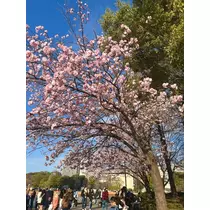 かびるんるんさわ