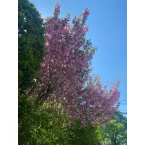 華宮 れい
