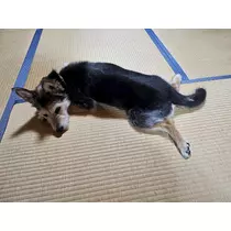 ゆり