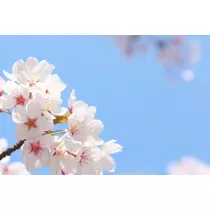 みなみ
