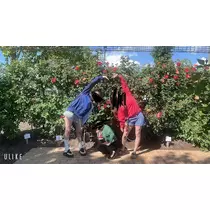 花音