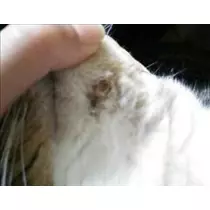 愛羽 仁美