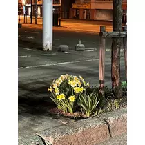 緑 四葉