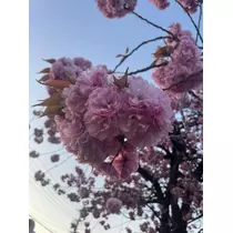 まりん