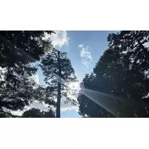 りえ