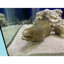 はる