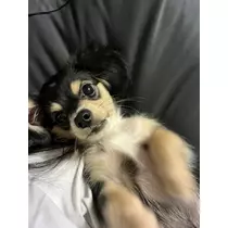 はる