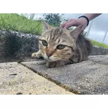 ルナ