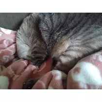 ひな