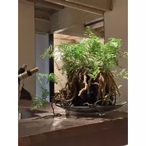 美咲 のばら