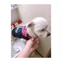 蓮
