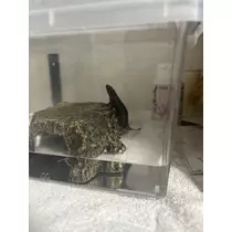 ツンデレかなの