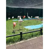 藤本 さや