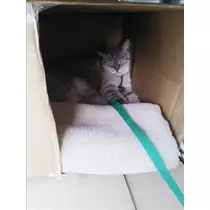 愛羽 仁美