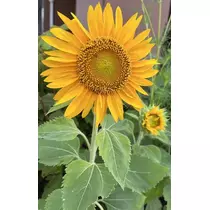 七星 夏純
