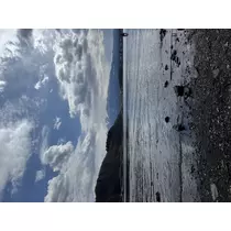 せり