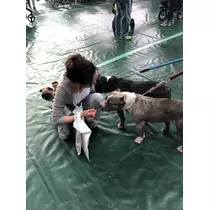 さくら
