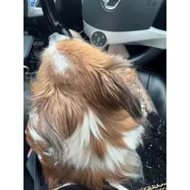 あいら