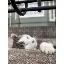はな