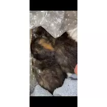 しいな