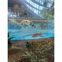 恋麦乃 ちょり