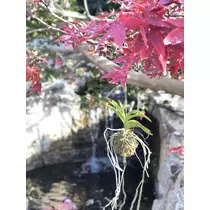 ことり