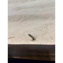 らん