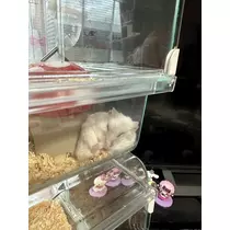 あんな