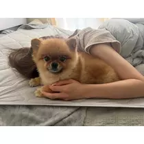 紬 むぎ