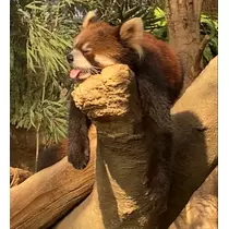 さくら