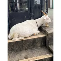 さら