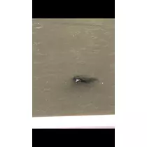 心