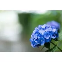 かおり