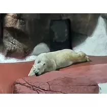 あいり