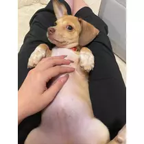 美月