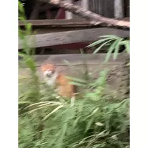 はづき