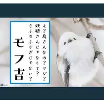 ひな