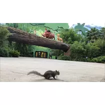 さくら