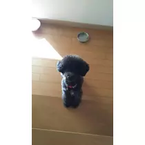 一条 まい