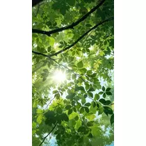 緑 四葉