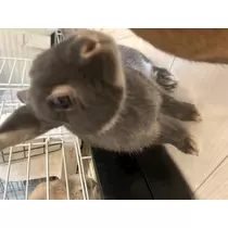 まい