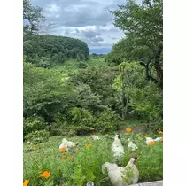 ゆきの
