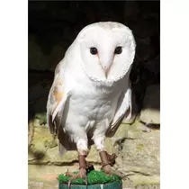 蓮