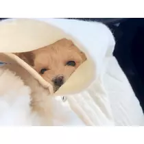 葉月 りほ
