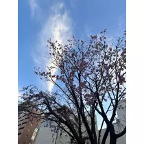 神崎 蘭